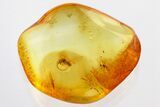 Detailed Fossil Rove Beetle and True Midge Baltic Amber #328150-1